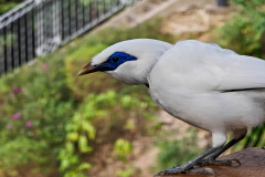 Central, Edward Youde Aviary, Hong Kong Park