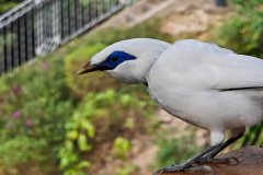 Central, Edward Youde Aviary, Hong Kong Park