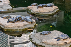 Central, Hong Kong Park