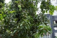 Borneo Hostel, Central Jakarta City, Kebon Sirih