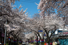 Jeonnong-ro Cherry Blossom Road