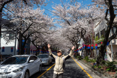 Jeonnong-ro Cherry Blossom Road