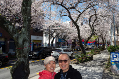 Jeonnong-ro Cherry Blossom Road