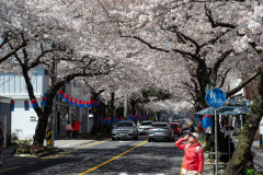 Jeonnong-ro Cherry Blossom Road