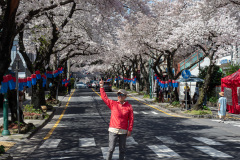 Jeonnong-ro Cherry Blossom Road