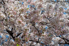 Jeonnong-ro Cherry Blossom Road