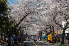 Jeonnong-ro Cherry Blossom Road