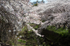 Jeju City