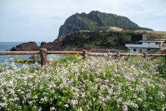 Haenyeo Divers Resting Lounge, Seongsan Ilchulbong