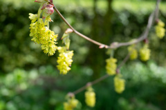 Lee Jung Seop Street, Lee Jung Seops residence, 이중섭 거주지