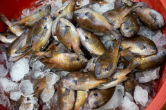 Seogwipo Maeil Olle Market