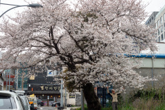 Seogwipo
