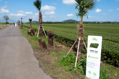 Hallasan, Seongeup Green Tea Village