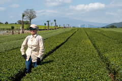 Hallasan, Seongeup Green Tea Village