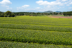 Hallasan, Seongeup Green Tea Village