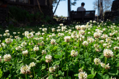 Seongeup Folk Village