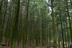 Jeolmul Natural Recreation Forest