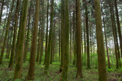 Jeolmul Natural Recreation Forest