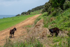 Jocheon, Seoubong Trail