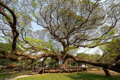 Giant Raintree (Monkey Pod Tree)