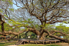 Giant Raintree (Monkey Pod Tree)