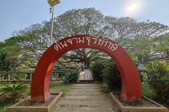 Giant Raintree (Monkey Pod Tree)