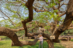Giant Raintree (Monkey Pod Tree)