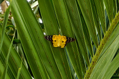 La Plantation