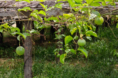 La Plantation