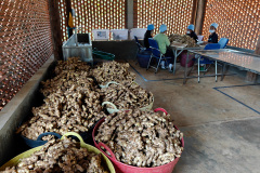 La Plantation