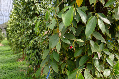 La Plantation