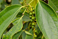 La Plantation