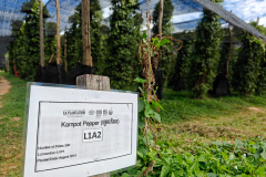 La Plantation