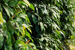 La Plantation