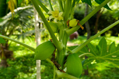 La Plantation