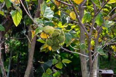 La Plantation