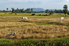 Kampot