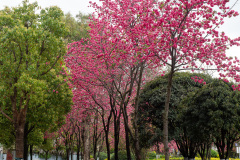 Green Lake, Kunming, 翠湖公园
