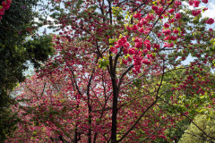 Kunming, Yuantong Street, 圆通街