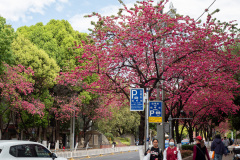 Kunming, Yuantong Street, 圆通街