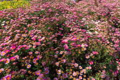 Kunming, Xishan Forest Park, 茶马花街, 西山公园