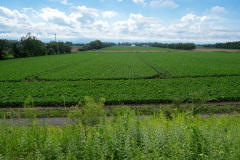 Memuro, Tokachi-heigen, 十勝平原, 芽室町