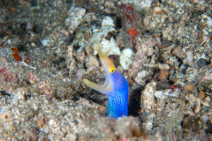 PC170274
