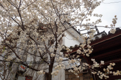 Lijiang, Shuhe Ancient Town, 丽江, 束河古镇