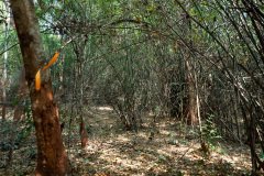 Ban Xiang-Nouak
