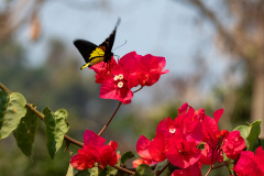 Ban Xiang-Nouak, Nahm Dong Park
