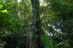 D053438