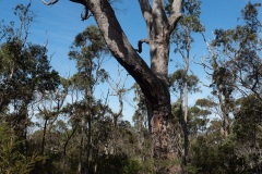 D059906