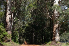 D029500