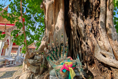 Wat Phlapphla Chai - Sri Maha Bodhi Tree, วัดพลับพลาไชย - ต้นศรีมหาโพธิ์